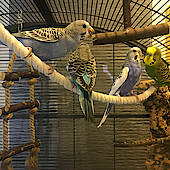 Tierfoto - Wellensittiche: Romeo, Bluebird und ihre Familie