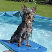 Sternchen beim Surfen