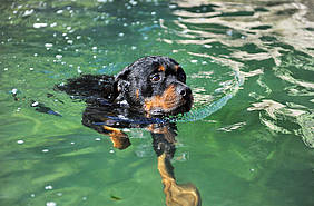 Hund beim Schwimmen